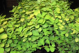 Tawuła brzozolistna 'Tor Gold' PBR - Spiraea betulifolia 'Tor Gold' PBR