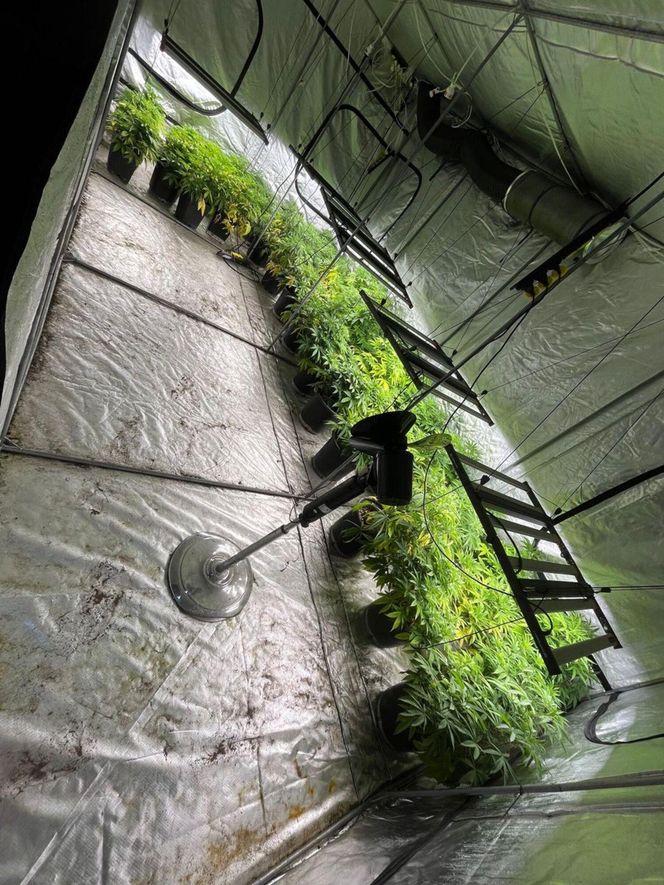 Gigantyczna plantacja konopi zlikwidowana. Policja zabezpieczyła marihuanę, kokainę, broń i amunicję