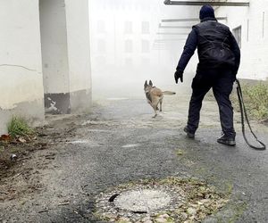 Policyjne psy w akcji. Tak szkolą czworonożnych funkcjonariuszy