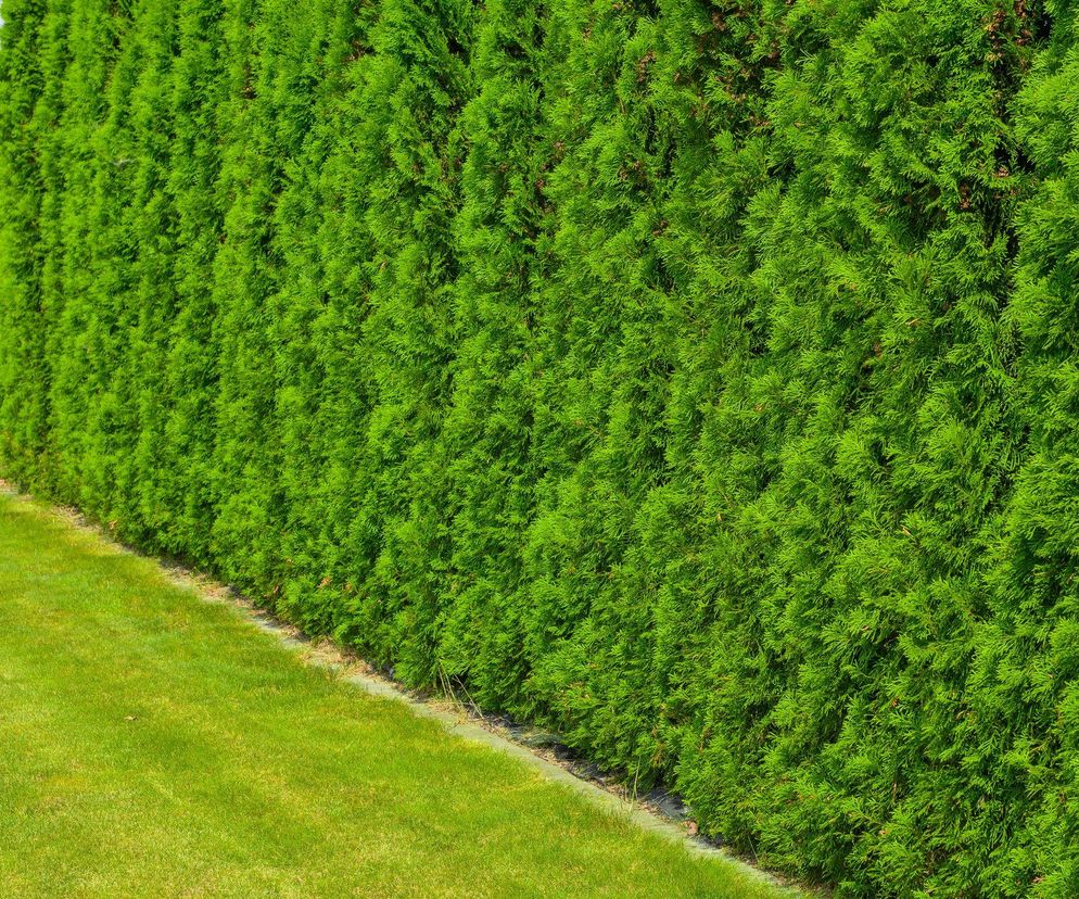 Żywopłot z żywotników