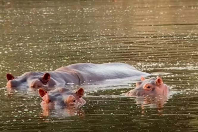 Hipopotamy Escobara rozmnażają się jak szalone i są realnym problemem dla Kolumbijczyków