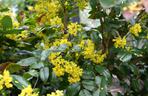 Mahonia pospolita