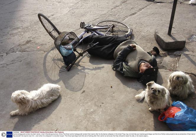 Psiaki pilnowały pijaczka 