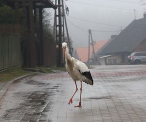 Mamy wiosnę, a Krutek nie wrócił. Wieś czeka na swojego pupila!