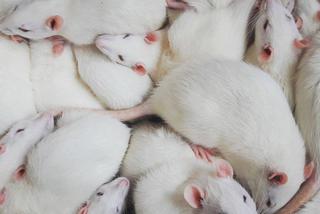 Oddolna inicjatywa Lab Rescue