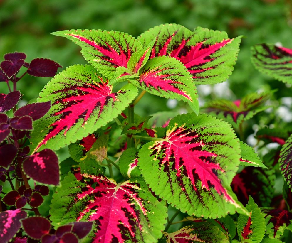 Pokrzywa indyjska (forskolina)