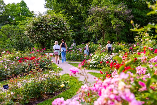 7 najładniejszych ogrodów botanicznych w Polsce. Kiedy je odwiedzić i gdzie są?