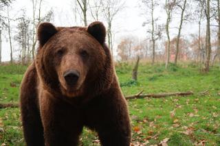 Niedźwiedzie grasują w gminie Solina. Jest ostrzeżenie dla mieszkańców 