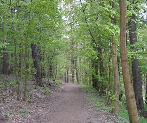 Leży w pobliżu centrum Olsztyna i wygląda bajecznie wiosną. Zobacz piękny rezerwat Mszar [ZDJĘCIA]