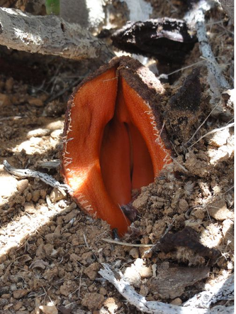 Hydra afrykańska (Hyndora africana) 