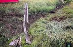 Tragiczne dachowanie w Strzyżewie Witkowskim! 45-latek zginął na miejscu