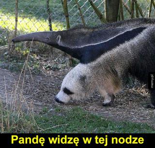 Dzień Pandy - memy, filmy, żarty, które udowodnią, że nie jest miłym zwierzakiem
