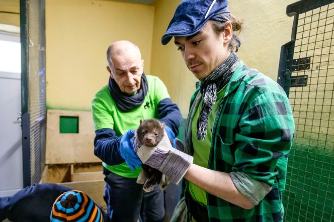 Najsłodsze trojaczki w Łodzi! W zoo urodziły się pieski leśne