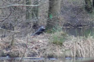 Makabra w Tworkach. W stawie pływały zwłoki mężczyzny. Pilna akcja