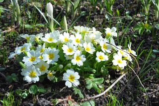 Pierwiosnek bezłodygowy - Primula vulgaris
