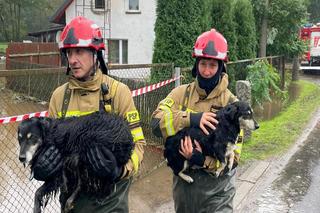 Powodzie w Polsce. Jak zabezpieczyć zwierzęta na wypadek powodzi? OTOZ Animals apeluje