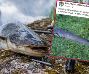 Sum gigant w Ostrołęce! Ogromny stwór pływa w Narwi. ZDJĘCIA