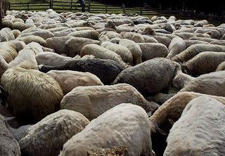 Owce barany owca stado owiec