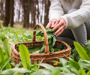 To już sezon na tę roślinę! Wspiera wzrok, układ nerwowy i poprawia odporność
