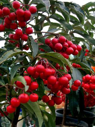 roslinne-afrodyzjaki-guarana-jak-guarana-dziala-na-seks.jpg