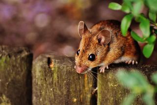 Jesienią myszy szukają schronienia w naszych domach. Jak się przed nimi skutecznie uchronić? Zastosuj ten patent!