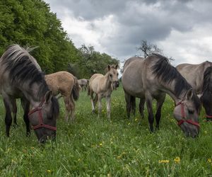Wakacje w dzikiej naturze