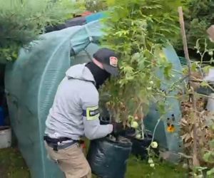Działkowiec z Piaseczna obok pomidorów sadził marihuanę. Plantacja w rękach policji