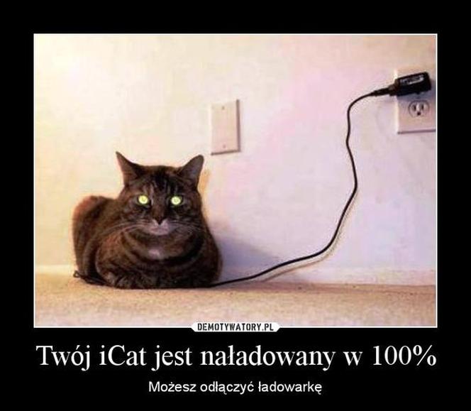 Koty opanowały internet! Memy z mruczkami bawią do łez [TOP 45]