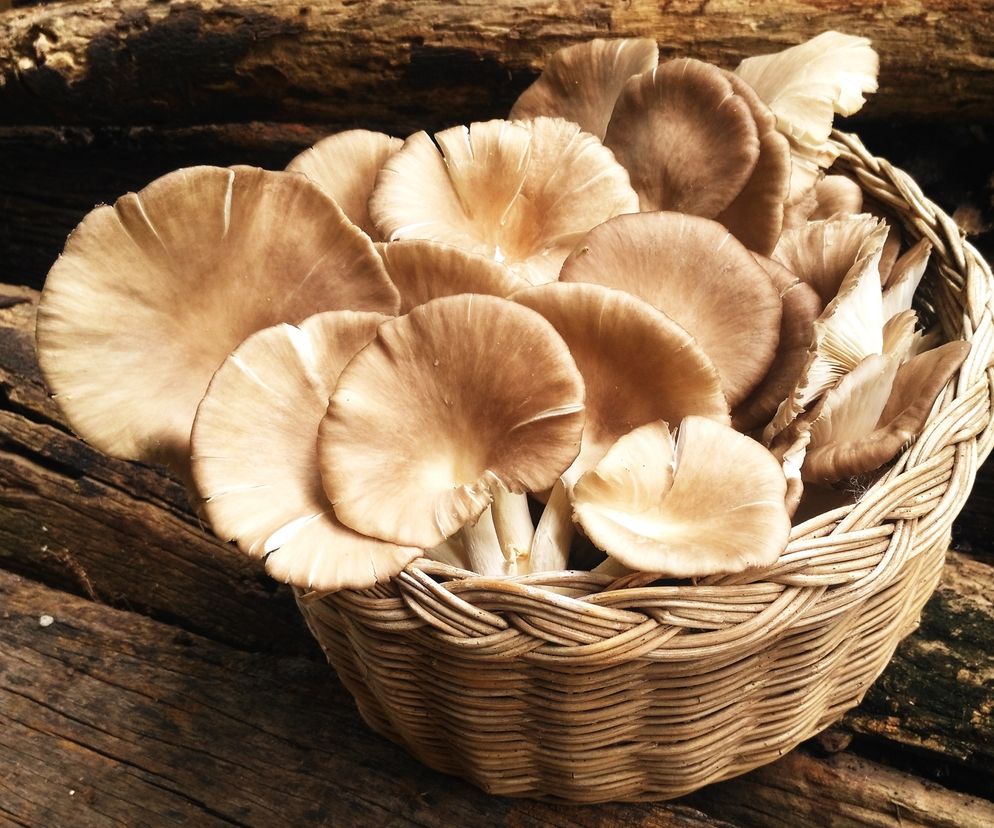 Boczniaki - wartości odżywcze. Czy boczniaki są zdrowe?