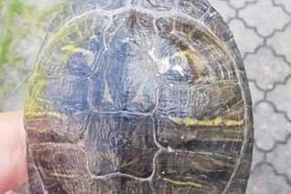 Bełchatów: Zabłąkany żółw trafił z ulicy prosto na komendę! Teraz czeka na swojego właściciela 