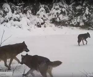 Fotopułapka Biebrzańskiego Parku Narodowego uchwyciła wilki [WIDEO]