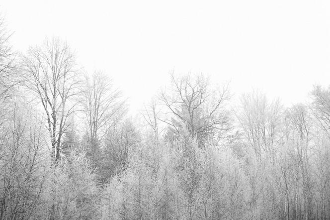 Koniec z wiosenną pogodą w Białymstoku! Czy na Podlasiu spadnie śnieg? [PROGNOZA POGODY]