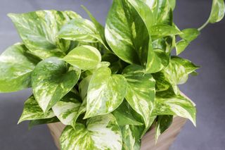 Epipremnum złociste - Epipremnum aureum = Rhaphidophora aurea