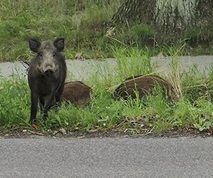Dziki na trasie pod Olsztynem