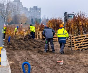 Pierwsze drzewa w parku nad obwodnicą na Ursynowie