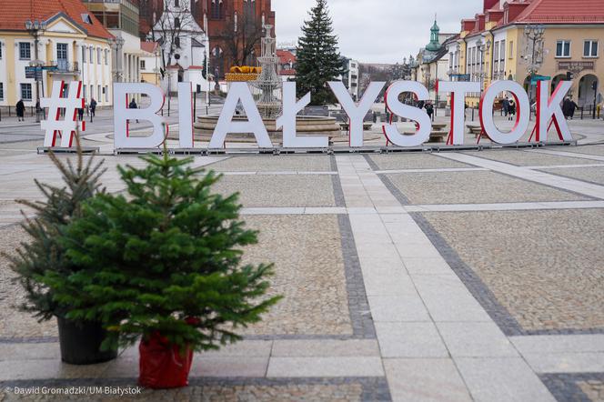 Białystok: Na Rynku Kościuszki będzie można wymienić sztuczne drzewko na żywe