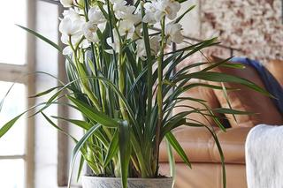 Storczyk Cymbidium (Cymbidium)