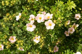 Krzewy ozdobne długo kwitnące