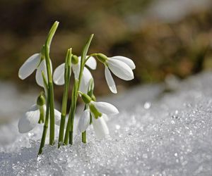 przebiśniegi