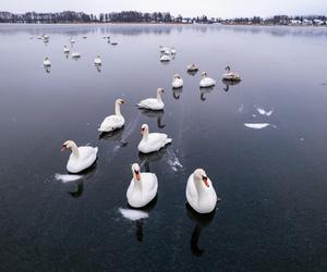 Zachowanie łabędzi niepokoi mieszkańców. Życie ptaków zagrożone?