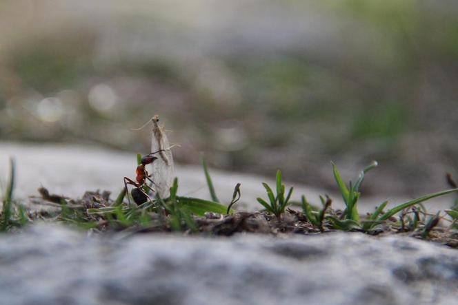 Ja kontra reszta świata. Niesamowite ujęcia z życia pewnej mrówki [ZDJĘCIA]