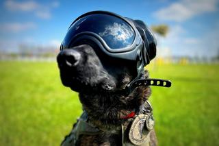 Policyjny pies w mundurze za 8 tys. złotych. Benji to istny Robocop