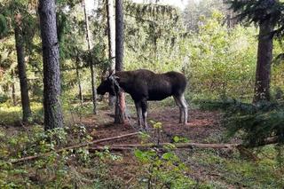Sejny. Łoś zaplątał się w leśną siatkę. Zwierzę uratowali strażacy [ZDJĘCIA]