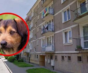 W Tychach służby interweniowały w sprawie psa na balkonie