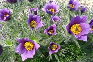 Sasanki na wiosenny skalniak