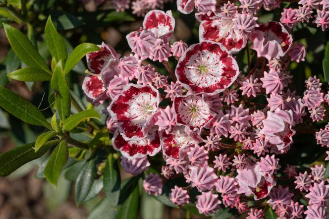 Kalmia szerokolistna - Kalmia latifolia