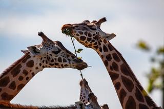 Pracownik zamojskiego zoo wyróżniony