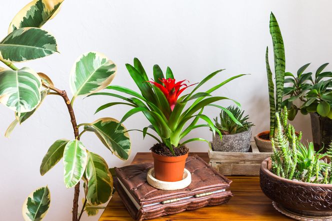 Guzmania