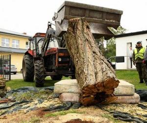 Ścięli drzewo, żeby ratować chrząszcza. Potem wieźli go 30 kilometrów 