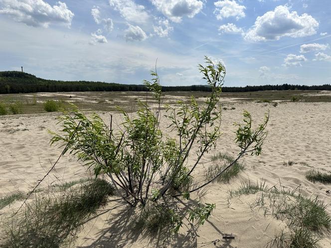 Największa pustynia w Europie leży w Małopolsce. „Róża Wiatrów” turystycznym hitem